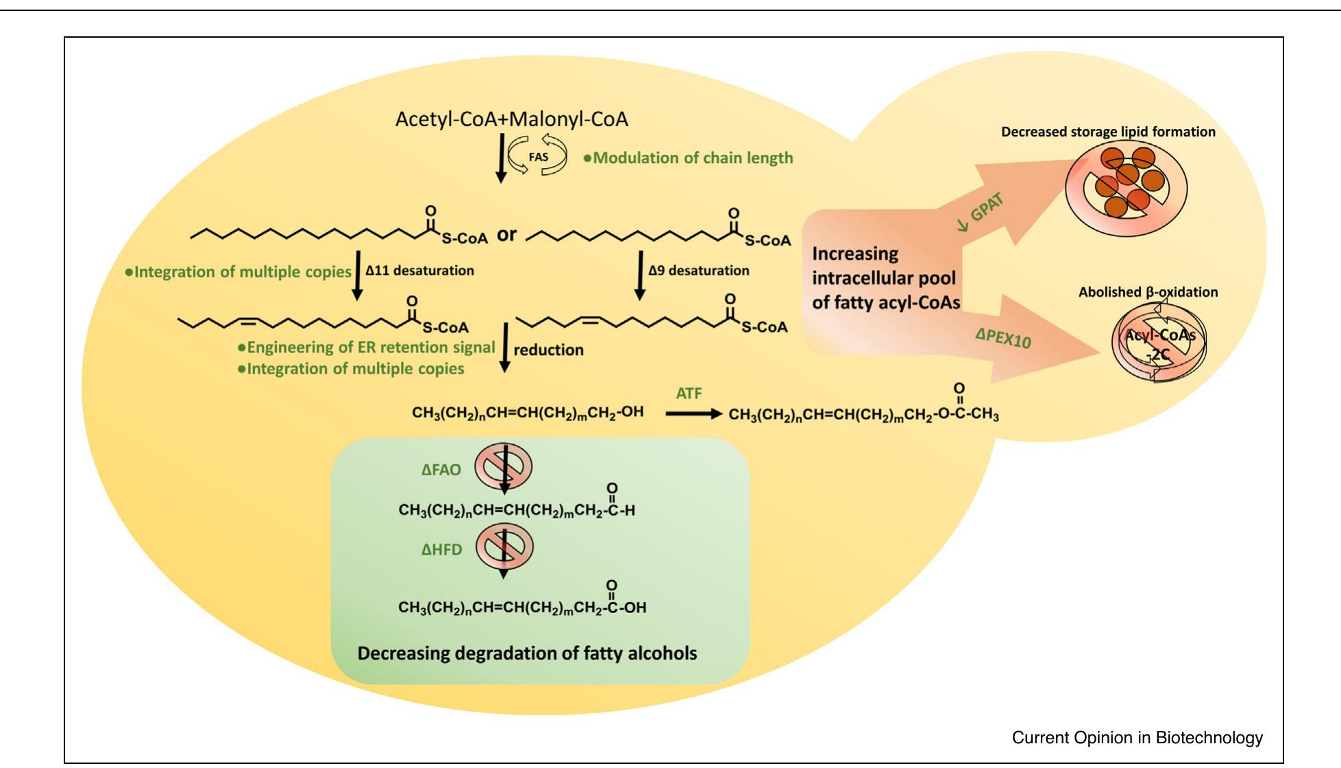 (PDF) Insect sex pheromone production in yeasts and plants