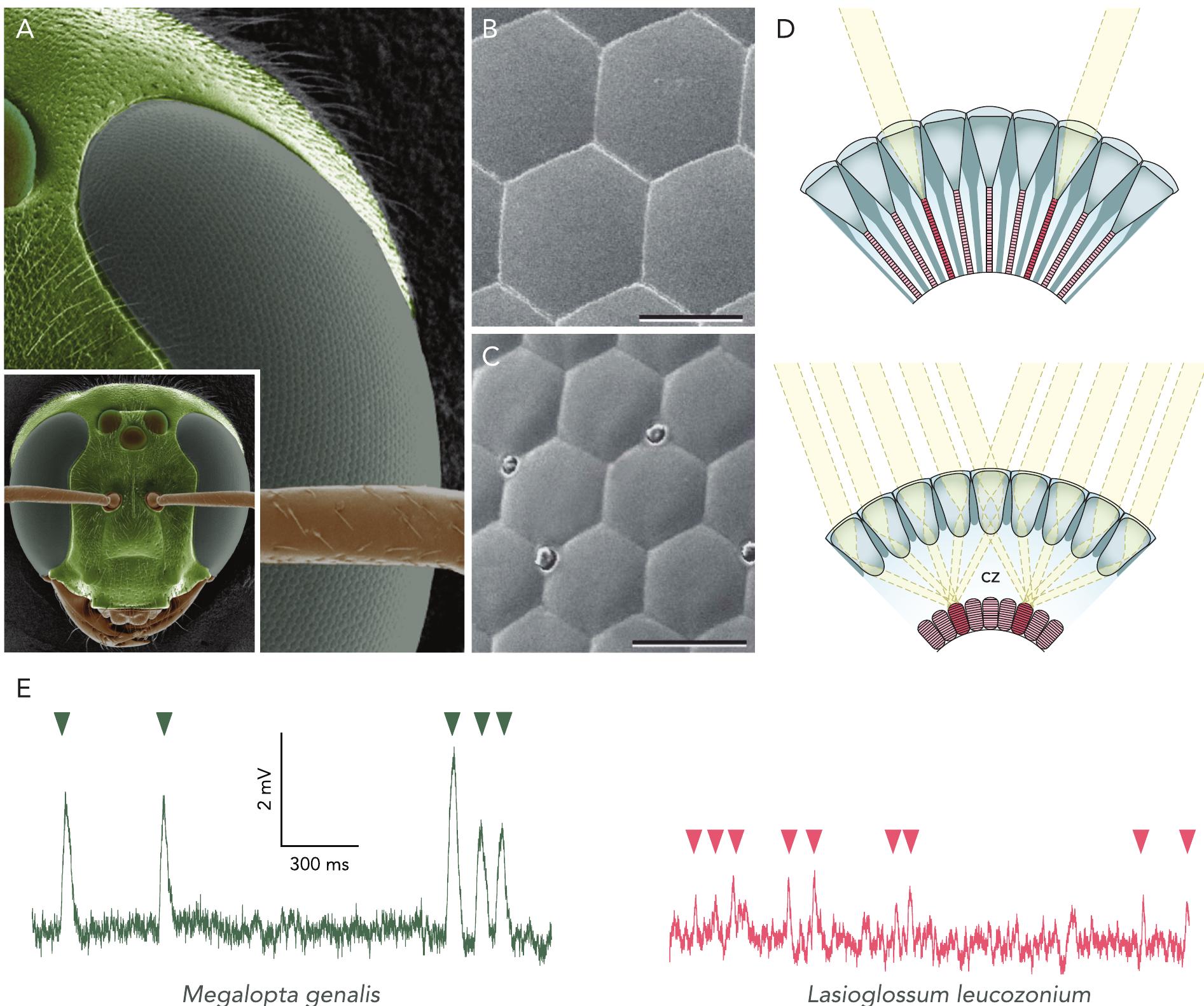 Diurnal Insect Eye (PDF) Visual Navigation in Nocturnal Insects