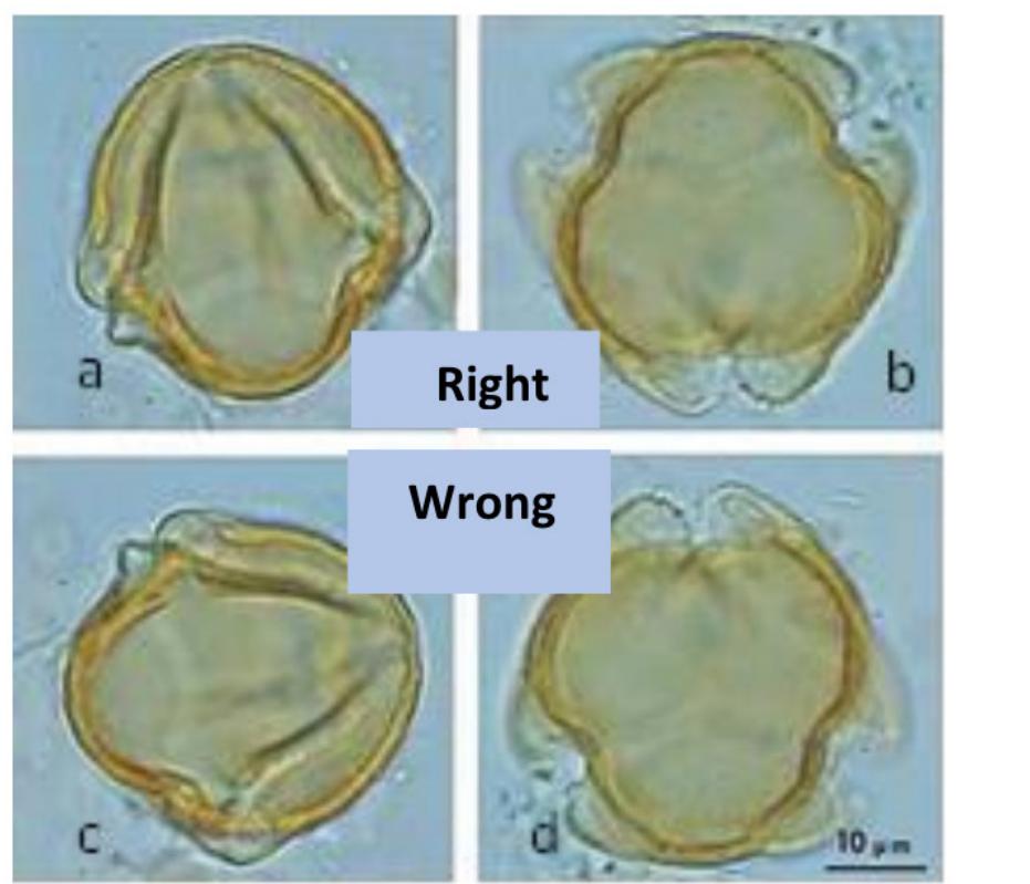 Poljen Example (PDF) THE PALYNOTHECA COLLECTION AND THREE DIMENSIONAL MODELS OF POLLEN ...