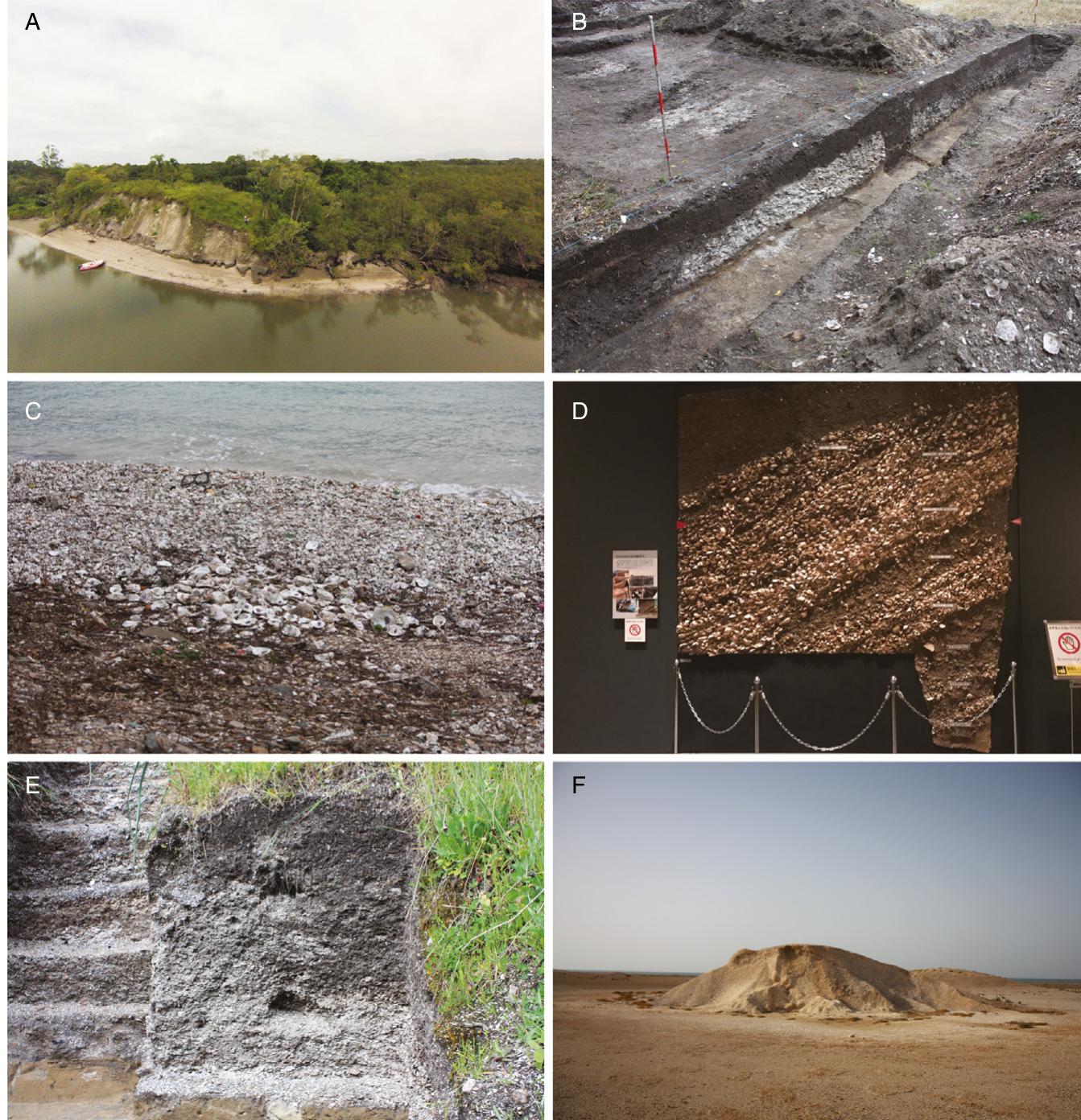 Midden Formation Process (PDF) Shell Middens