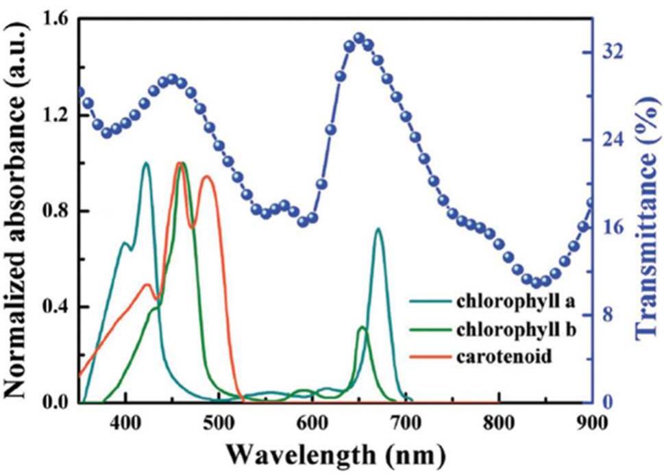 Absorption spectra of chlorophyll a, chlorophyll b, and
