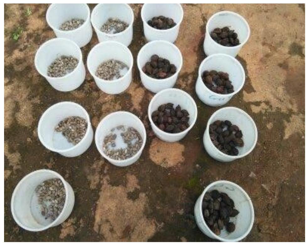(PDF) Effect of Soaking Treatment on Germination of Hard Coated ...