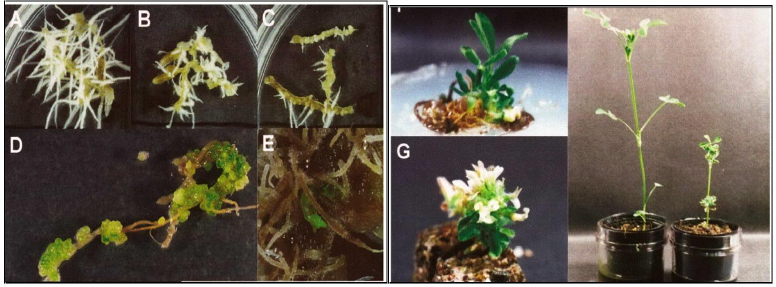 Figure 3 - from Applications of biotechnology on Egyptian