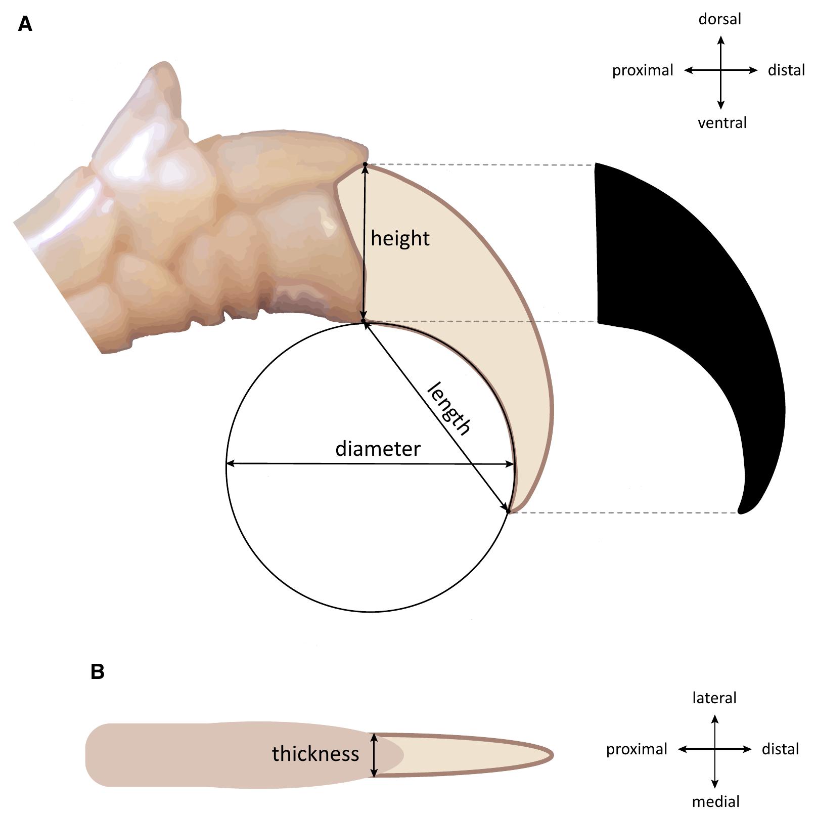 (PDF) Convergent Evolution of Claw Shape in a Transcontinental Lizard ...