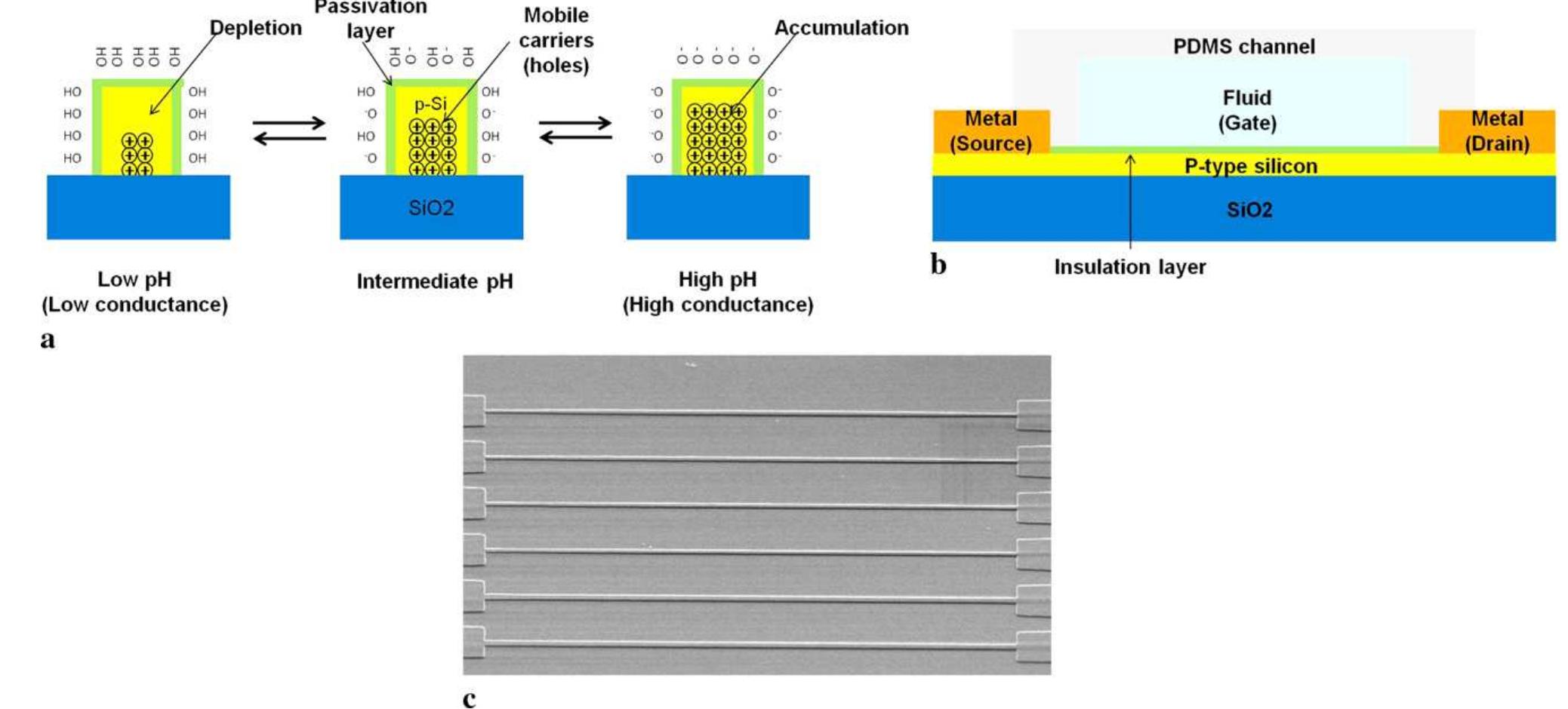 Figure 1 - from Quantitative studies of long-term stable,