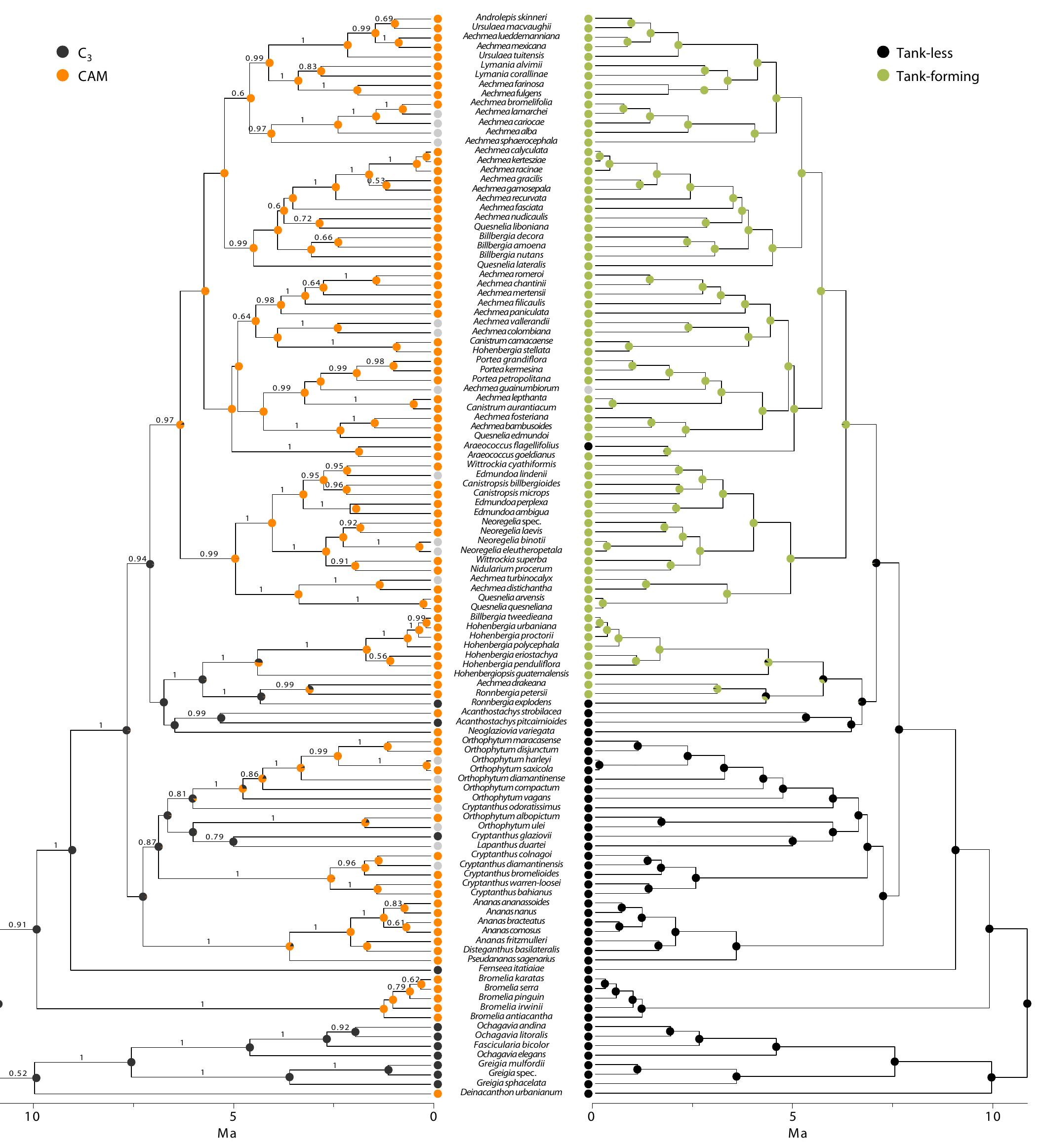 Evolution of tank habit and photosynthetic pathway.