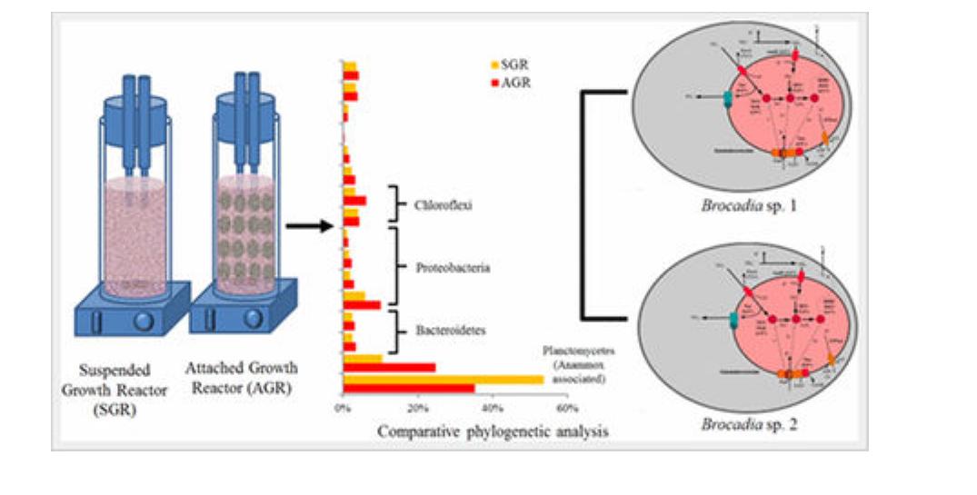 (PDF) Whole-Community Metagenomics in Two Different Anammox ...