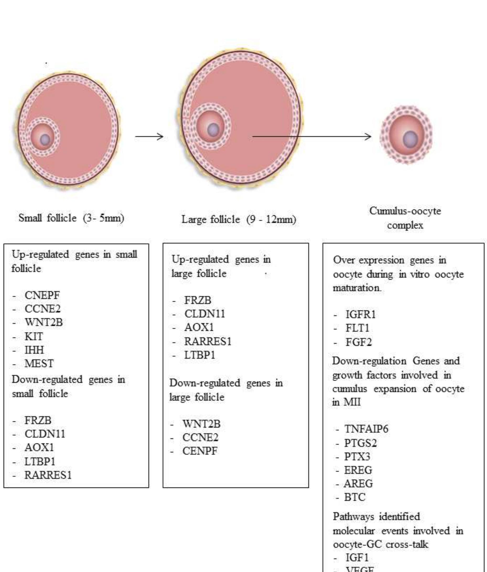(PDF) Molecular characteristics of oocytes and somatic cells of ...