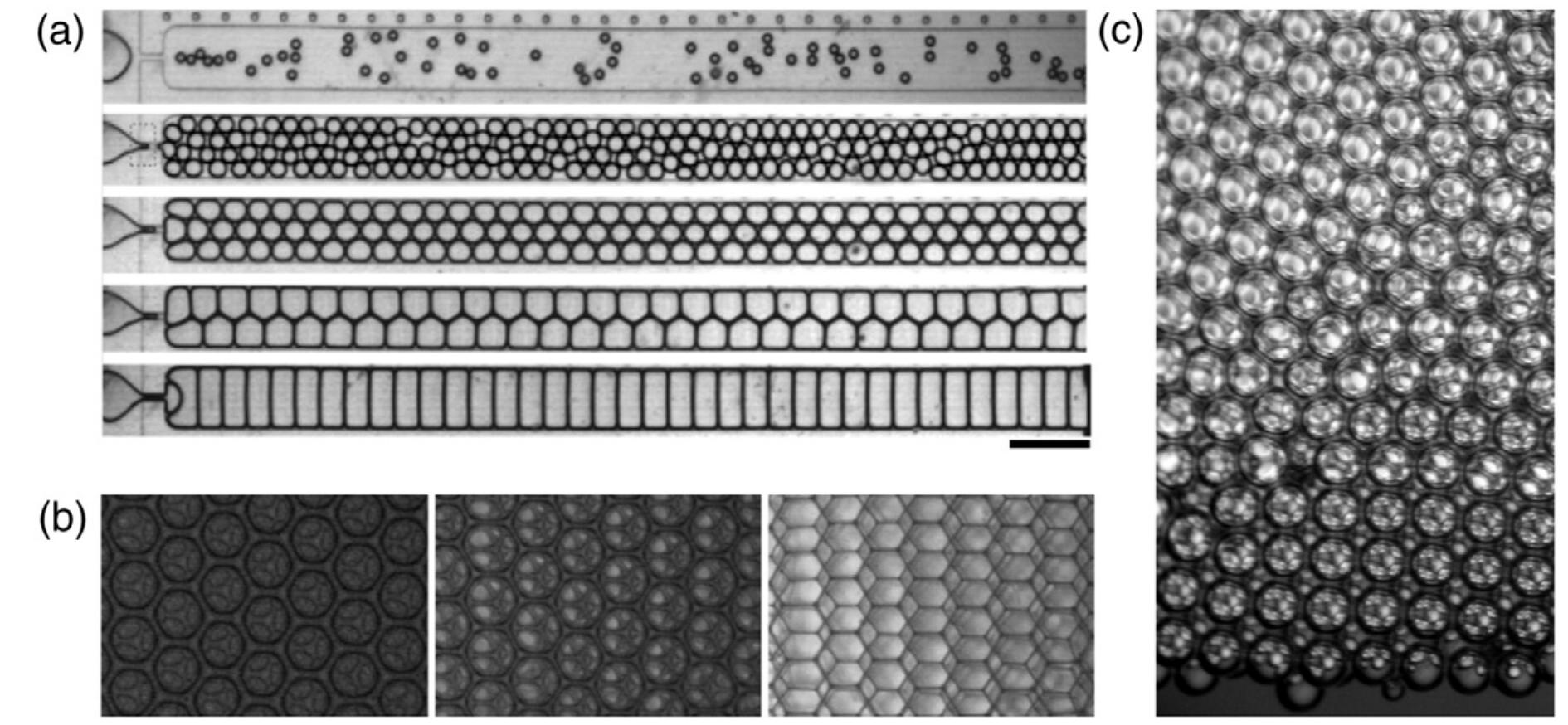 Foam Example (PDF) The science of foaming