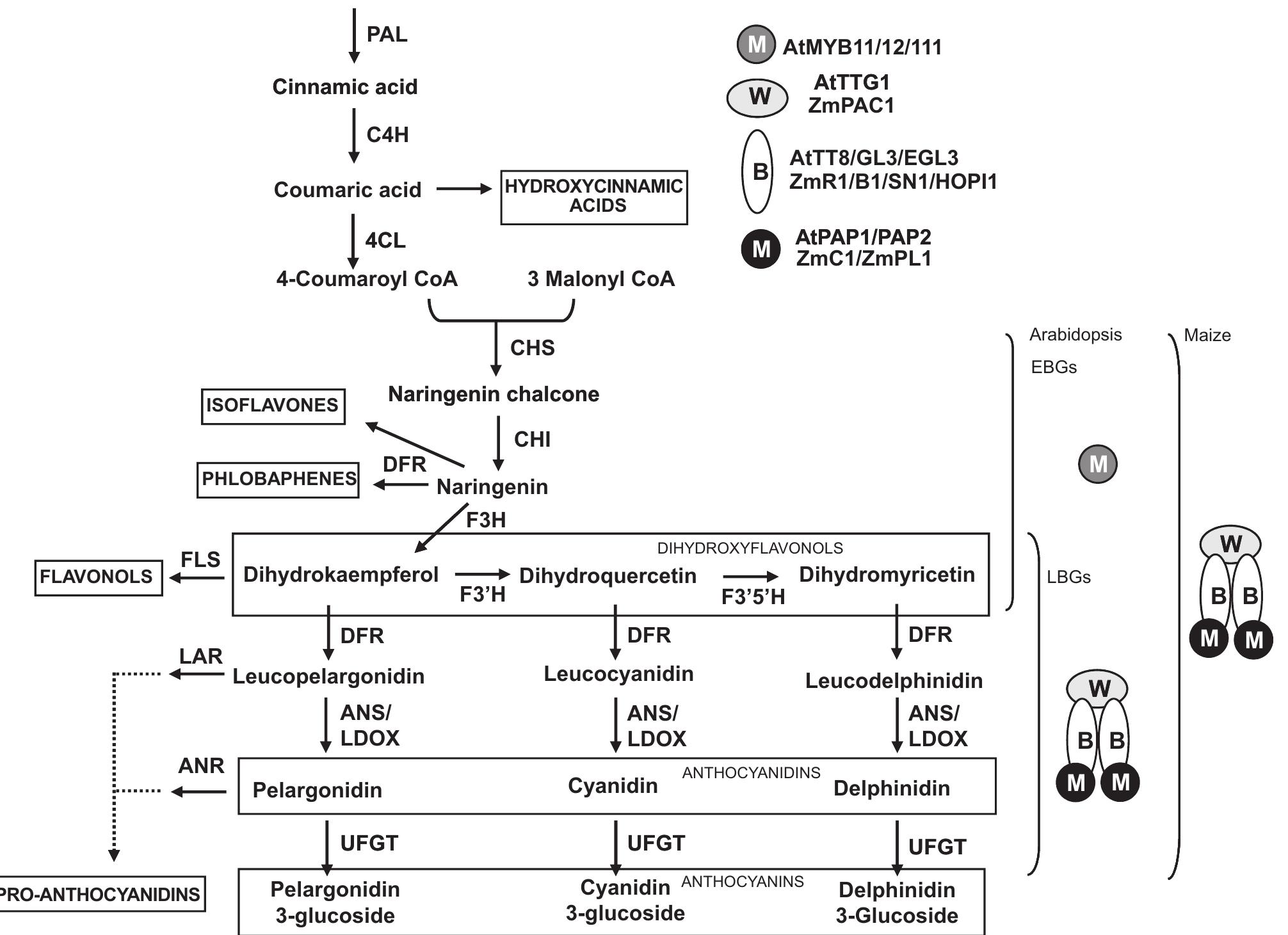 Ldox (PDF) Recent advances on the regulation of anthocyanin synthesis in ...