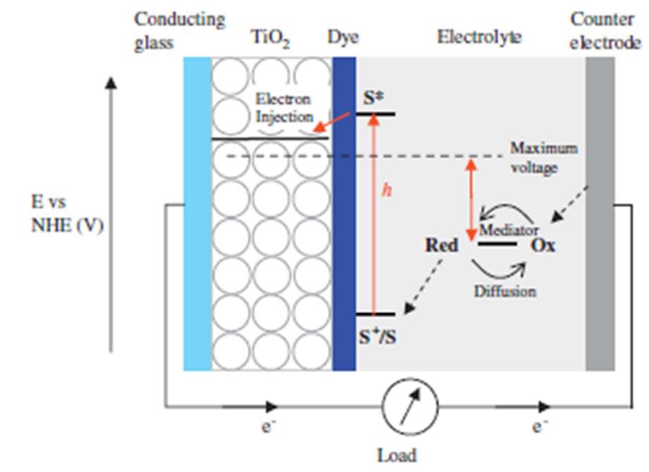 Figure 3 - from Chlorophyll and Betalain as Light-Harvesting