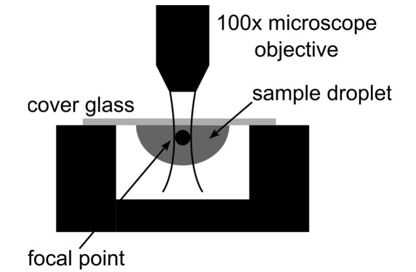 Schematic drawing (cross section) of the raman setup