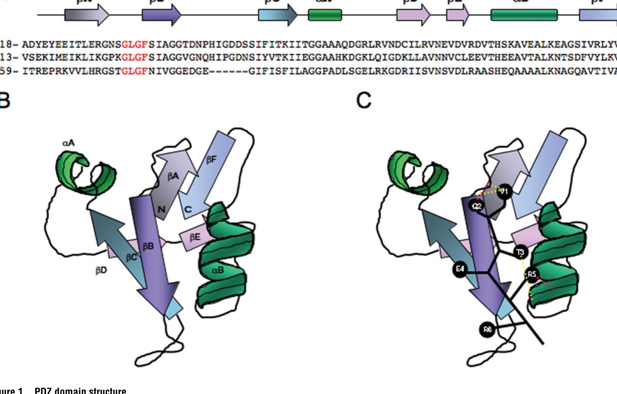 Dig1 Pattern (a) cartoon in linear format of the structural elements that