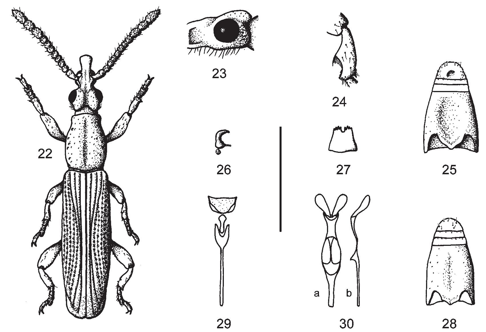 Protibiae (PDF) Review of the Neotropical species of the genus Stereodermus ...