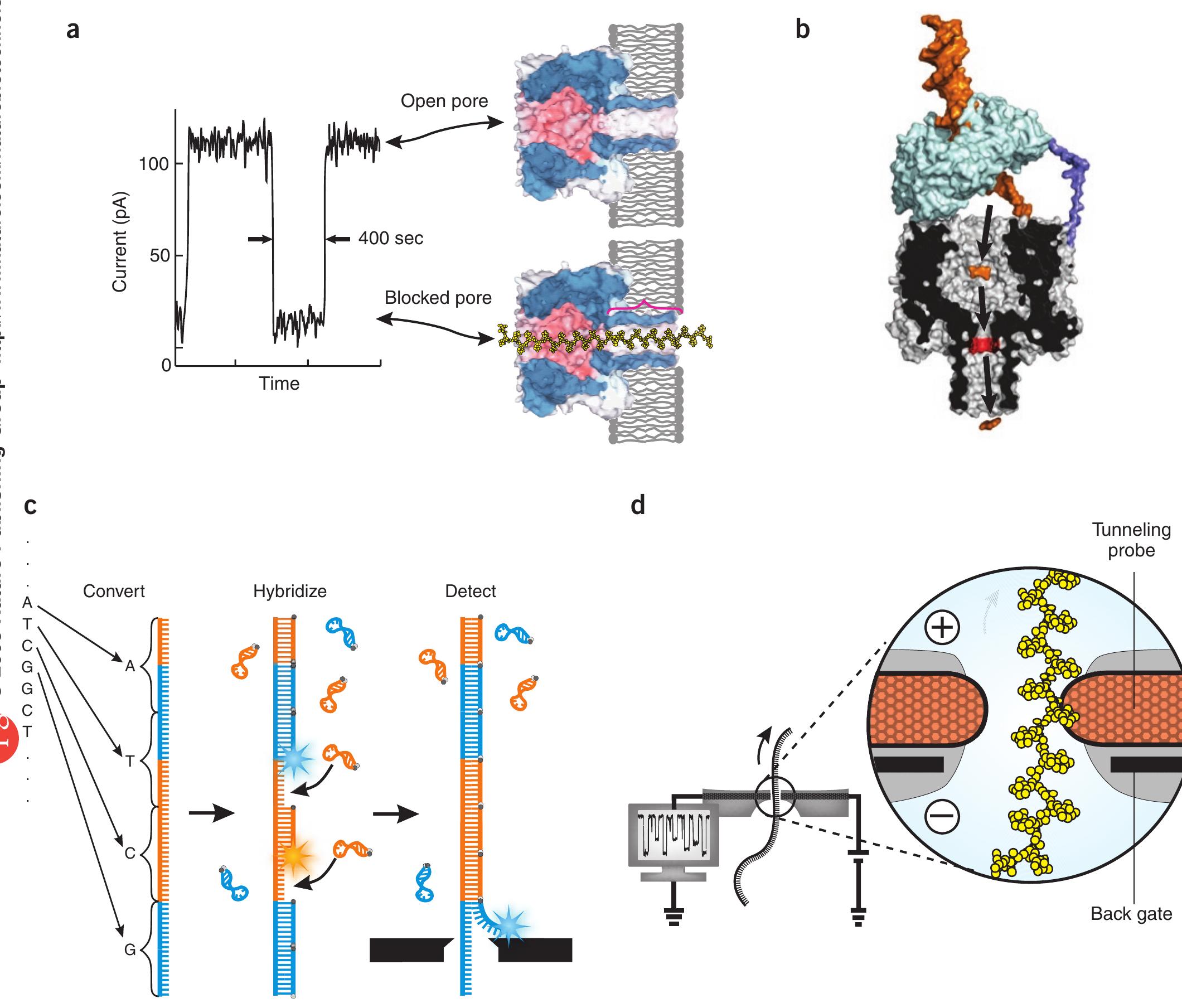 (PDF) The potential and challenges of nanopore sequencing