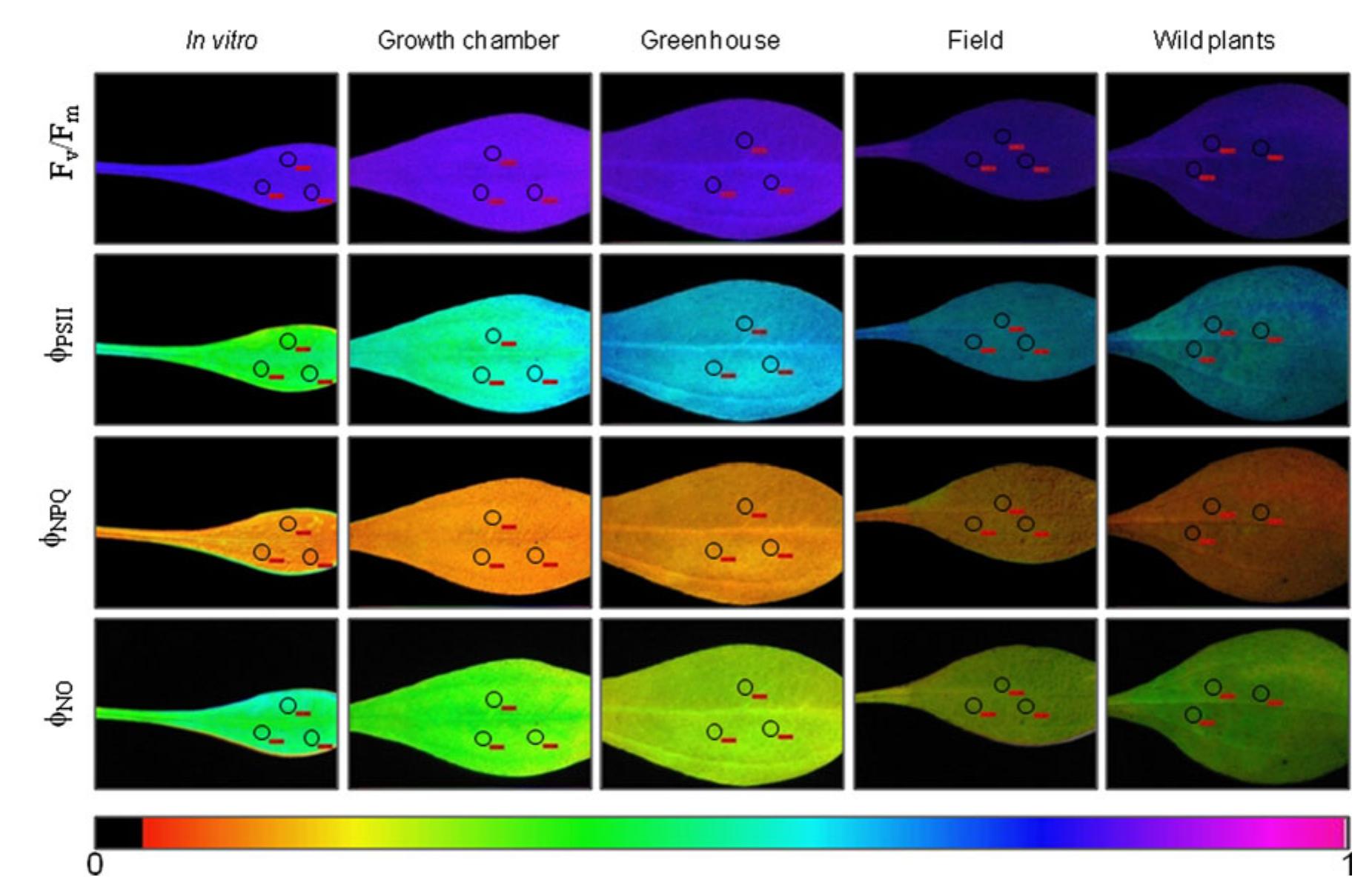 (PDF) Morphological, physiological and oxidative stress markers during ...