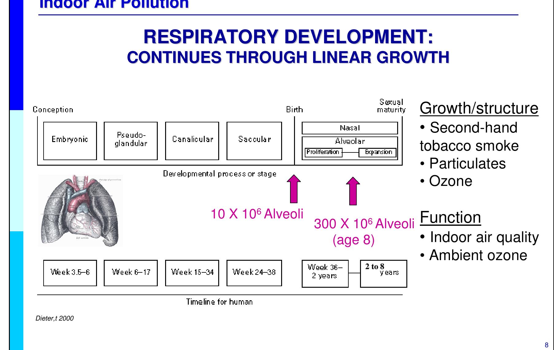 Normal Lung Function Development Chart Like the nervous system, the respiratory system continues to