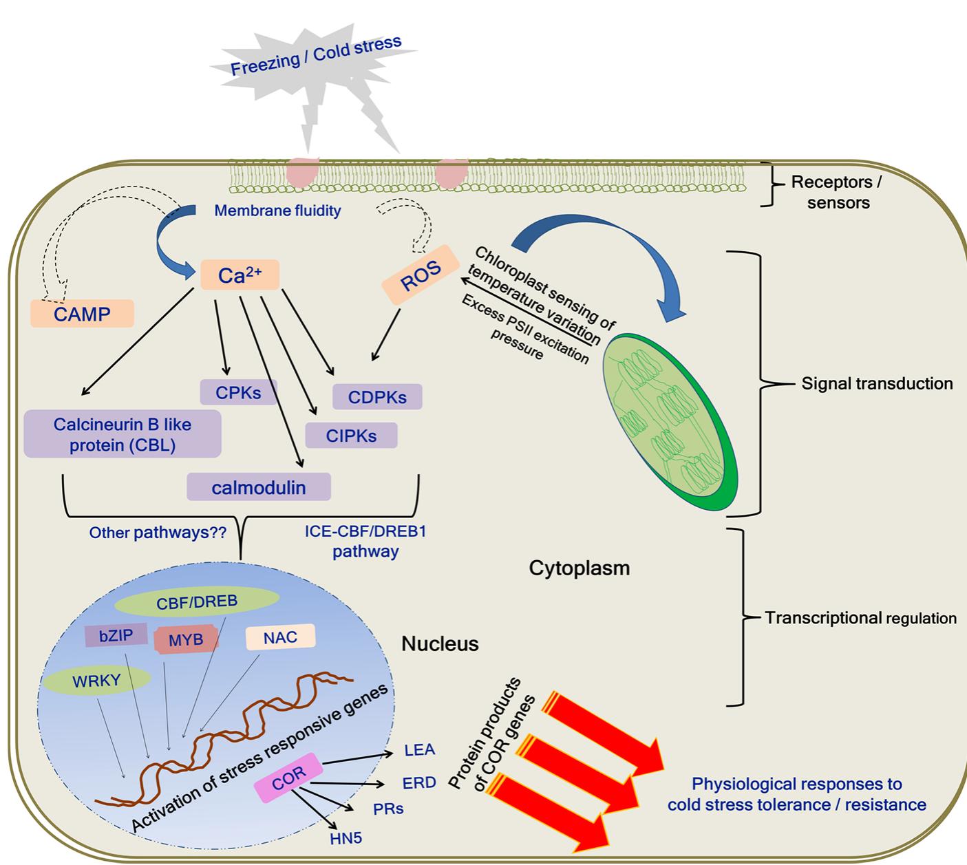 (PDF) Transcriptional regulation and signalling of cold stress response ...