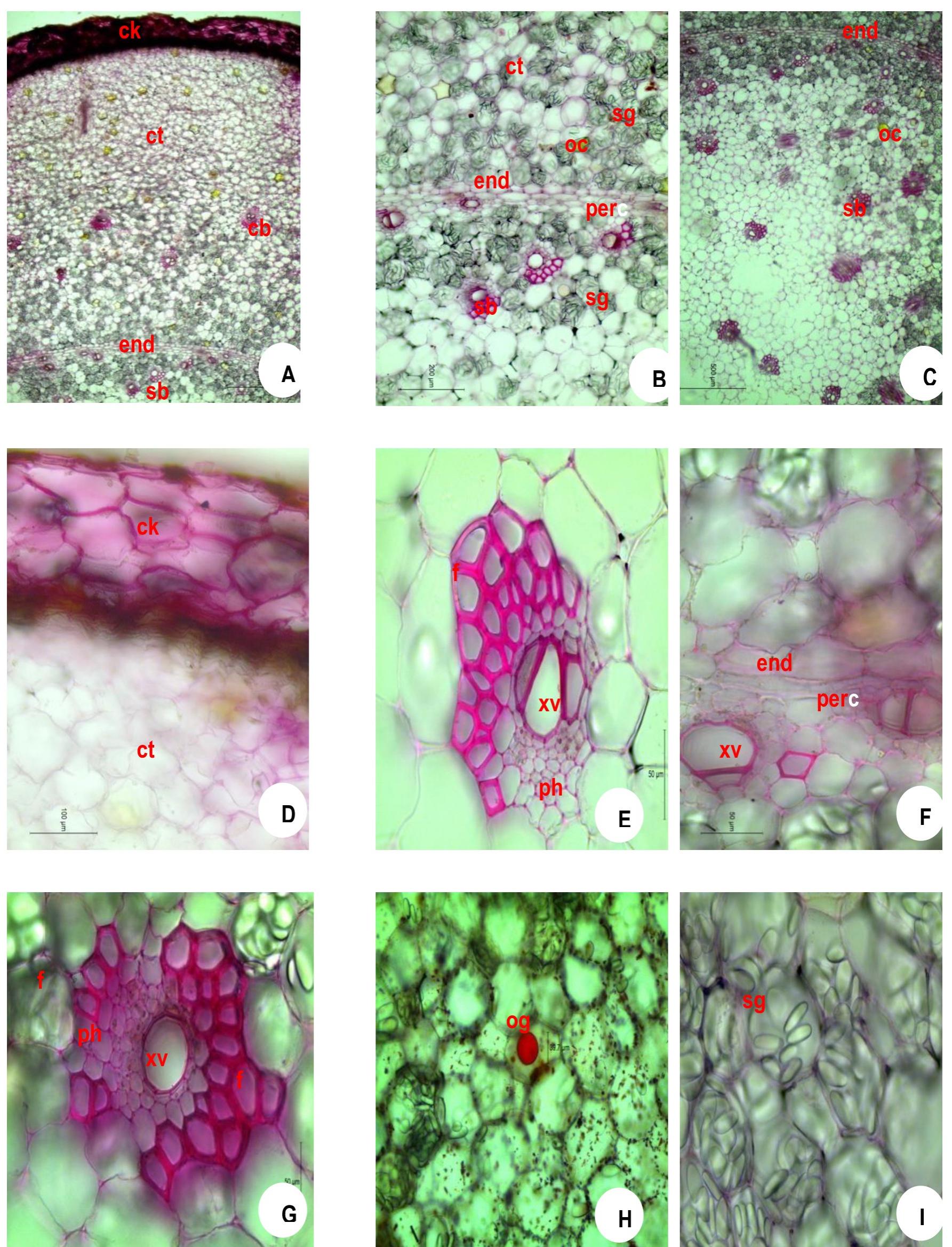 Zecc Storage Microscopy of zingiber officinale rosc. rhizome (immediately
