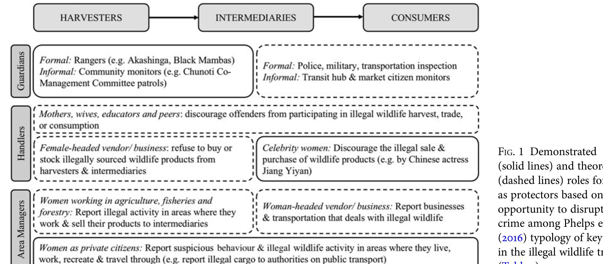 links between hegemonic masculinity and wildlife crimes (e.g. Fabinyi, 2012; Sollund, 2020), and alleged a theoret- ical convergence of the illegal trafficking and trade of an- imals, children and women, based on patriarchal power structures and androcentrism (Sollund, 2013). Studies in development and environmental justice have also illus- trated that women and children are often disproportion- ately victimized by environmental degradation, harm and crime (e.g. Visvanathan et al., 2011; Sollund, 2013).  demographic characteristics, including gender, were influ- ential. However, they found that willingness to report was influenced by socio-economic situation, with those that were struggling economically less likely to report poaching. This highlights the importance of attending to the intersec- tionality of gender. Booker & Roe (2017) reviewed the effec- tiveness of communities in reducing illegal wildlife trade and reported on volunteer patrol teams consisting largely of Bangladeshi women, sometimes referred to as ‘the sari squad’, in the Chunoti Wildlife Sanctuary. Evidence of their effectiveness is anecdotal but observational reports claim an increase in the number of elephants in the Sanctuary. The International Fund for Animal Welfare Female Engagement Teams among the Maasai in Kenya support wildlife security by treating women as valuable sources of information, while also providing participants with education on animal behaviour and support for in- come generating activities. Although this is only a 2-year pilot programme with limited evidence, it acknowledges the direct and indirect roles women play in wildlife conser- vation and has exhibited positive results, creating a network of trusted women to whom other women can turn for re- porting wildlife crime and welfare (Chiu, 2019). 