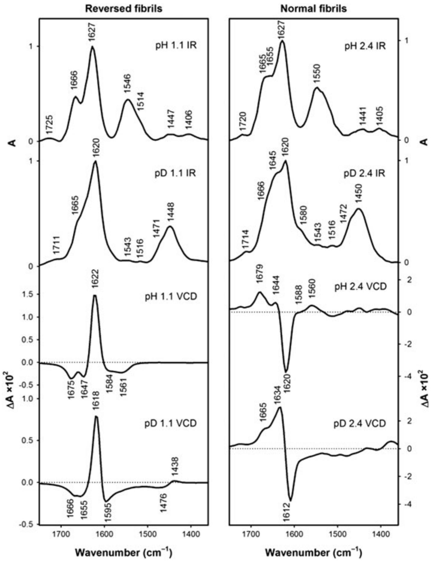 Vcd and ir spectra of hen egg white lysozyme fibrils grown