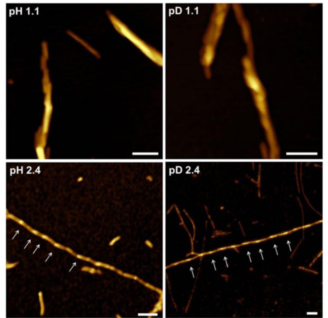 Vcd and ir spectra of hen egg white lysozyme fibrils grown