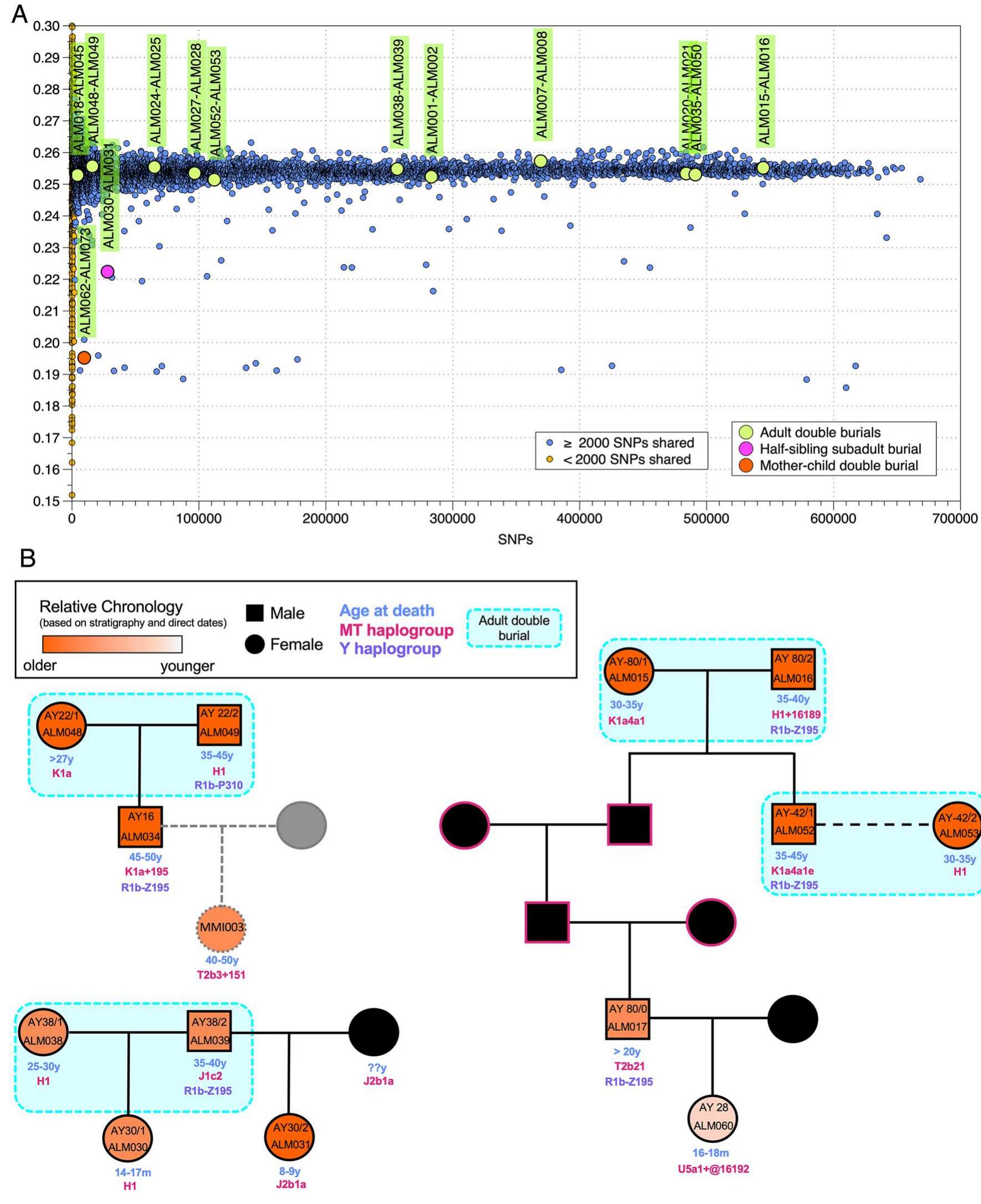 Figure 3. Summary of the genetic results from the double burials at Almoloya. (A) Results of the Pairwise- mismatch rate (PMR) analysis including all pairs of individuals from the Iberian Bronze Age available to date. The x-axis shows the number of overlapping SNPs between each pair and the y-axis the coefficient of relatedness. All adult double burials fall within the range of randomly drawn pairs of individuals from the Iberian Bronze Age. (B) Reconstructed pedigrees of three cases involving adult double burials and their common offspring. Below the colored squares and circles is the contextual information of all adult double tombs, including sex, age at death, mitochondrial and Y-chromosomal haplogroups, direct '*C dates, as well as stratigraphy. Pink outlines reflect interchangeable genetic sexes and gray dashed lines indicate pedigrees reconstructed from low coverage data. 