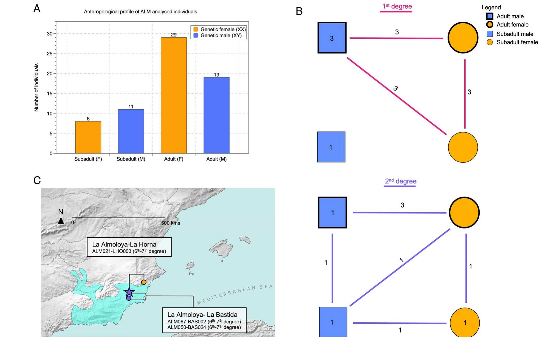 Figure 4. Overview of genetic sex and age at death determinations and total numbers of observed relationships per category and long-distance relatives outside La Almoloya. (A) Simplified age classes of the individuals analyzed from La Almoloya: subadult (including infant (0-3 years) and child (3-12 years)) and adult (including young adult (20-35 years), middle adult (35-50 years), and old adult (50+ years)*°) females and males. Of note, adolescent individuals (12-20 years) were not found at the site; (B) total number of 1st- (pink) and 2nd-degree (purple) relatives between age and sex classes as summarized in (A). Numbers reflect the number of links in the pedigrees between age/sex classes and numbers inside symbols reflect the number of links within each class. The graph illustrates the absence of either 1st- or 2nd-degree relationships among adult females; (C) Long-distance relatives (6-7th degree) as indicated by shared IBD-blocks between individuals from La Almoloya and other BA archaeological sites. The map was created using QGIS 3.12 (https://qgis.org/en/site/) and uses Natural Earth vector map data from (https://www.naturalearthdata.com/downloads/). 