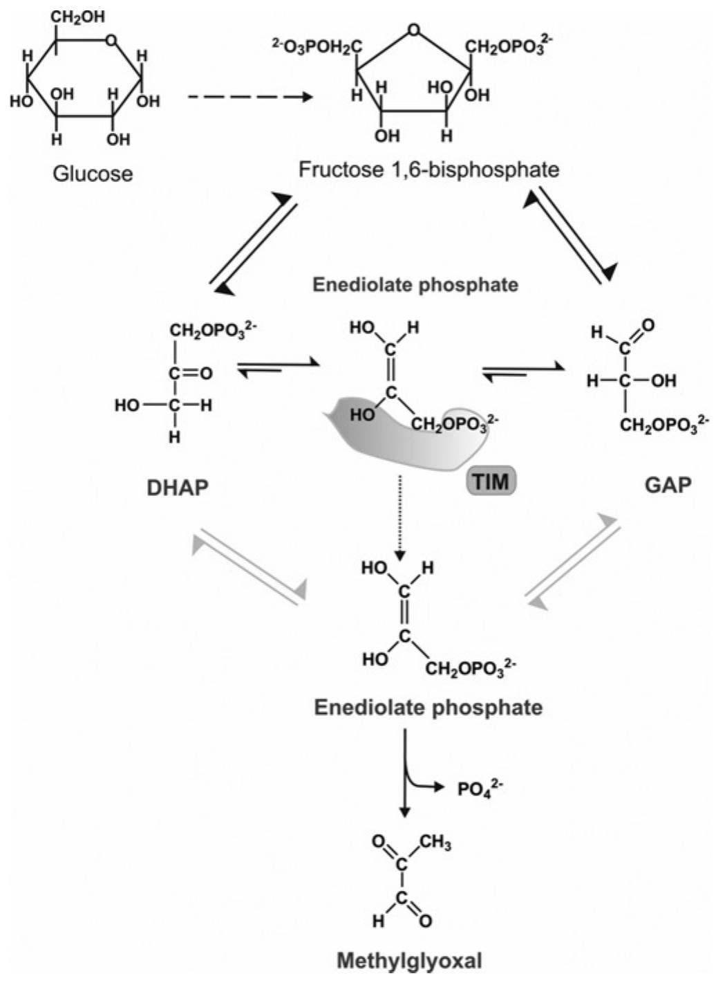 Figure 2 - from The glyoxalase pathway: the first hundred