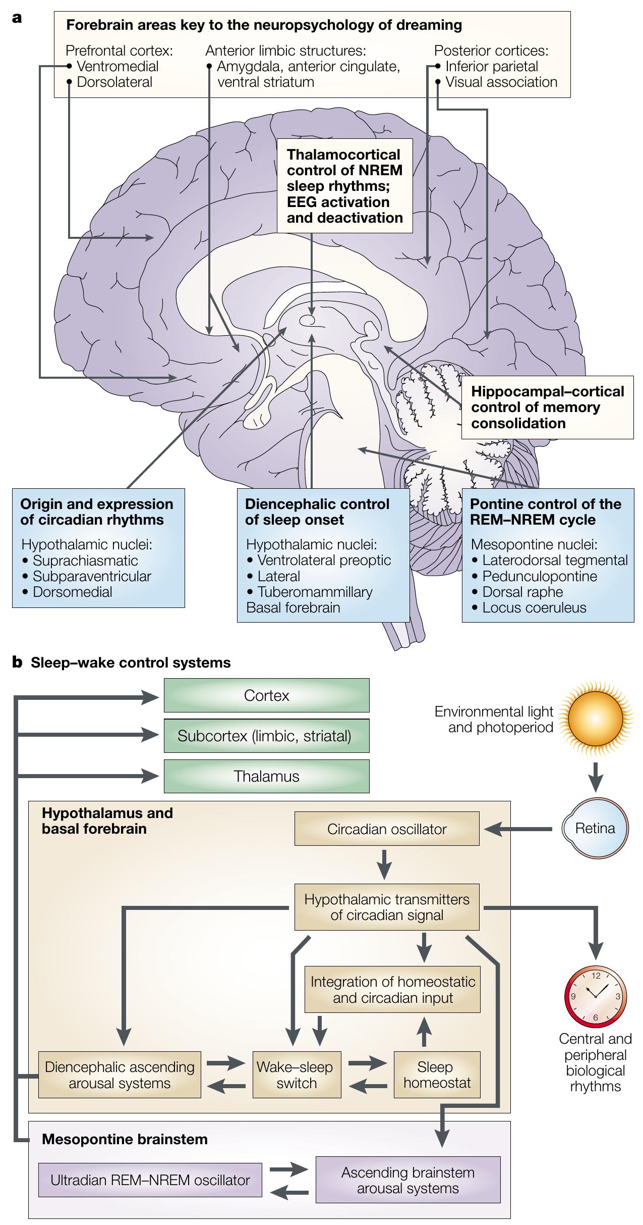 Perand | the reciprocal-interaction model of rem-nrem alternation.