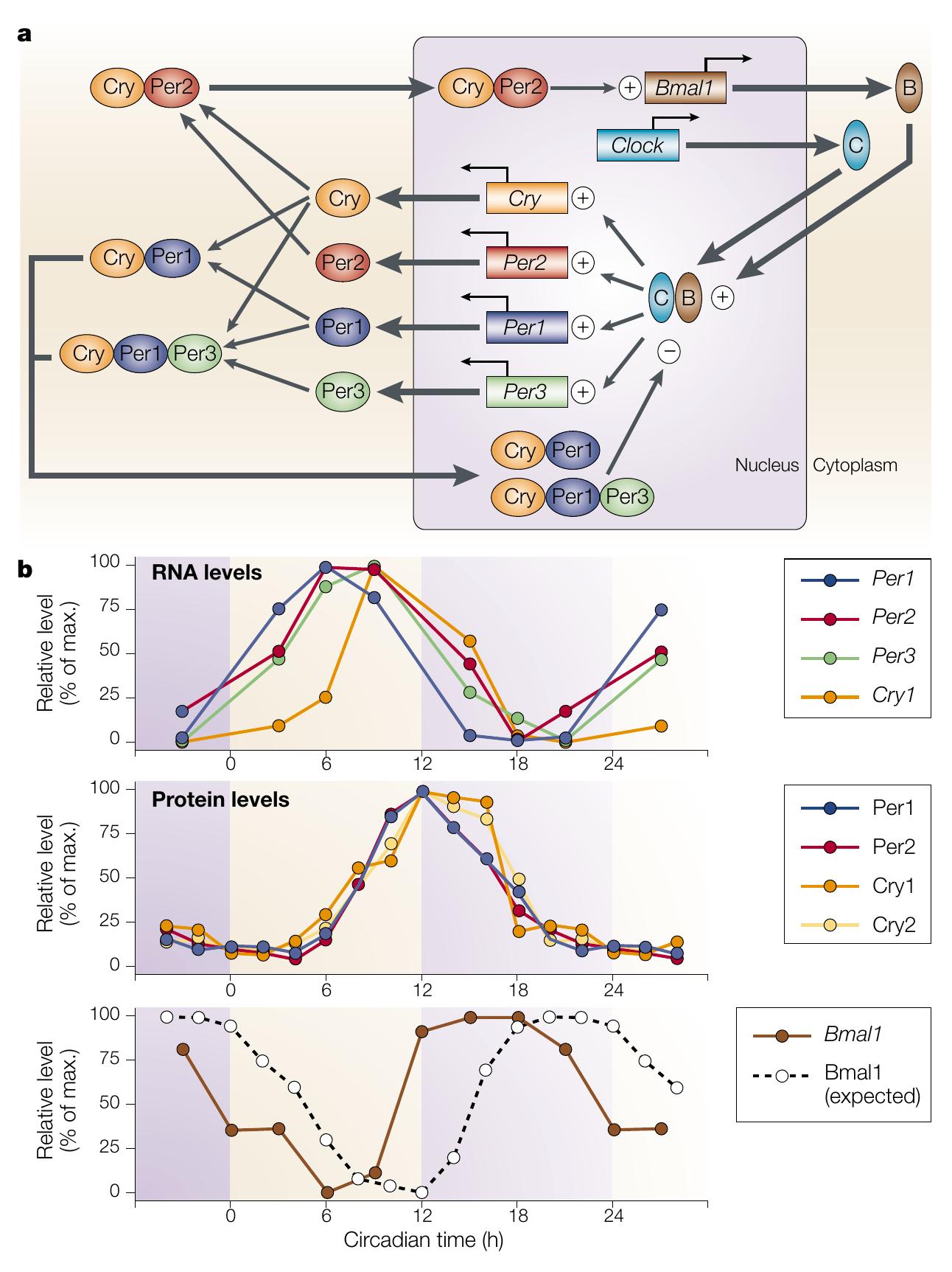 Perand Figure 1 - from Genomic Imprinting: A New Epigenetic
