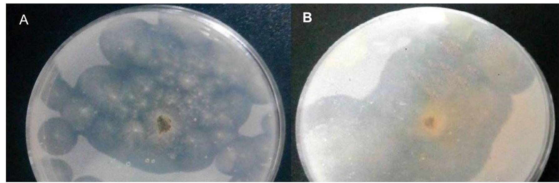 Figure 1 - from Biodegradation of Poly(3-Hydroxybutyrate)