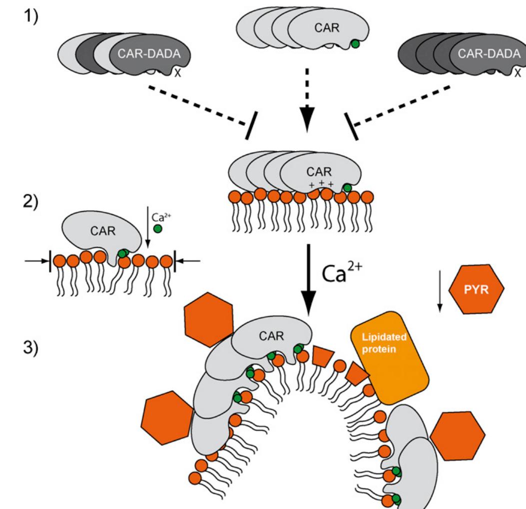 A schematic representation of the mechanism for car membrane