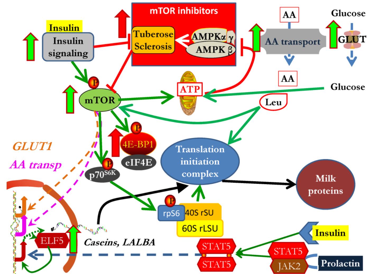 Figure 3 - from Milk Protein Synthesis in the Lactating