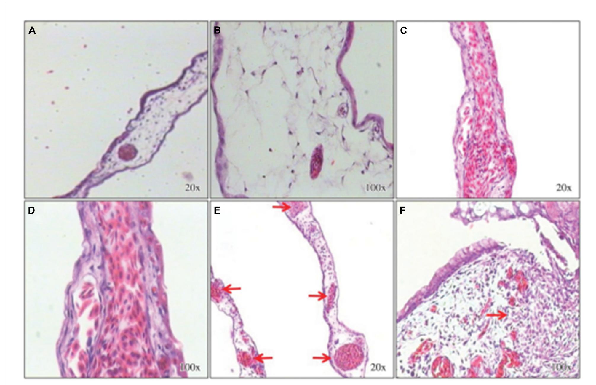 Histological sections stained with hematoxylin-eosin.