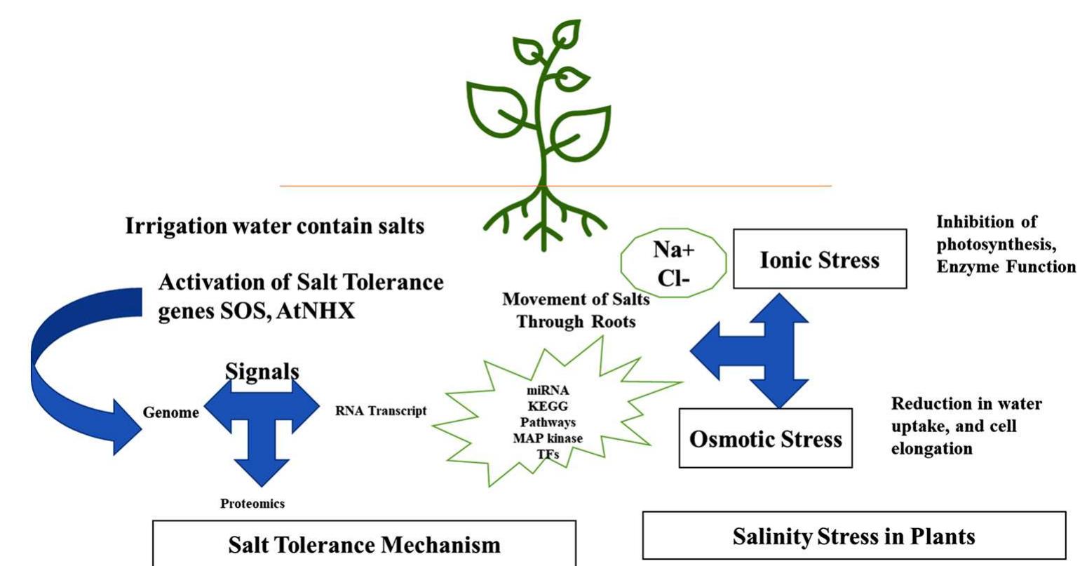 (PDF) Potential Breeding Strategies for Improving Salt Tolerance in ...