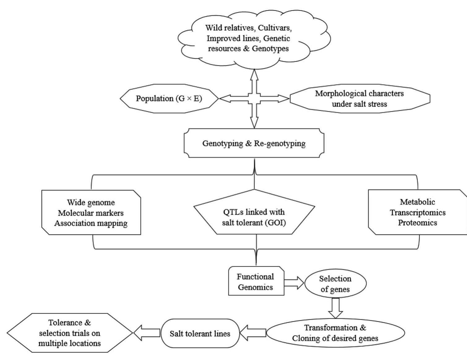 (PDF) Potential Breeding Strategies for Improving Salt Tolerance in ...