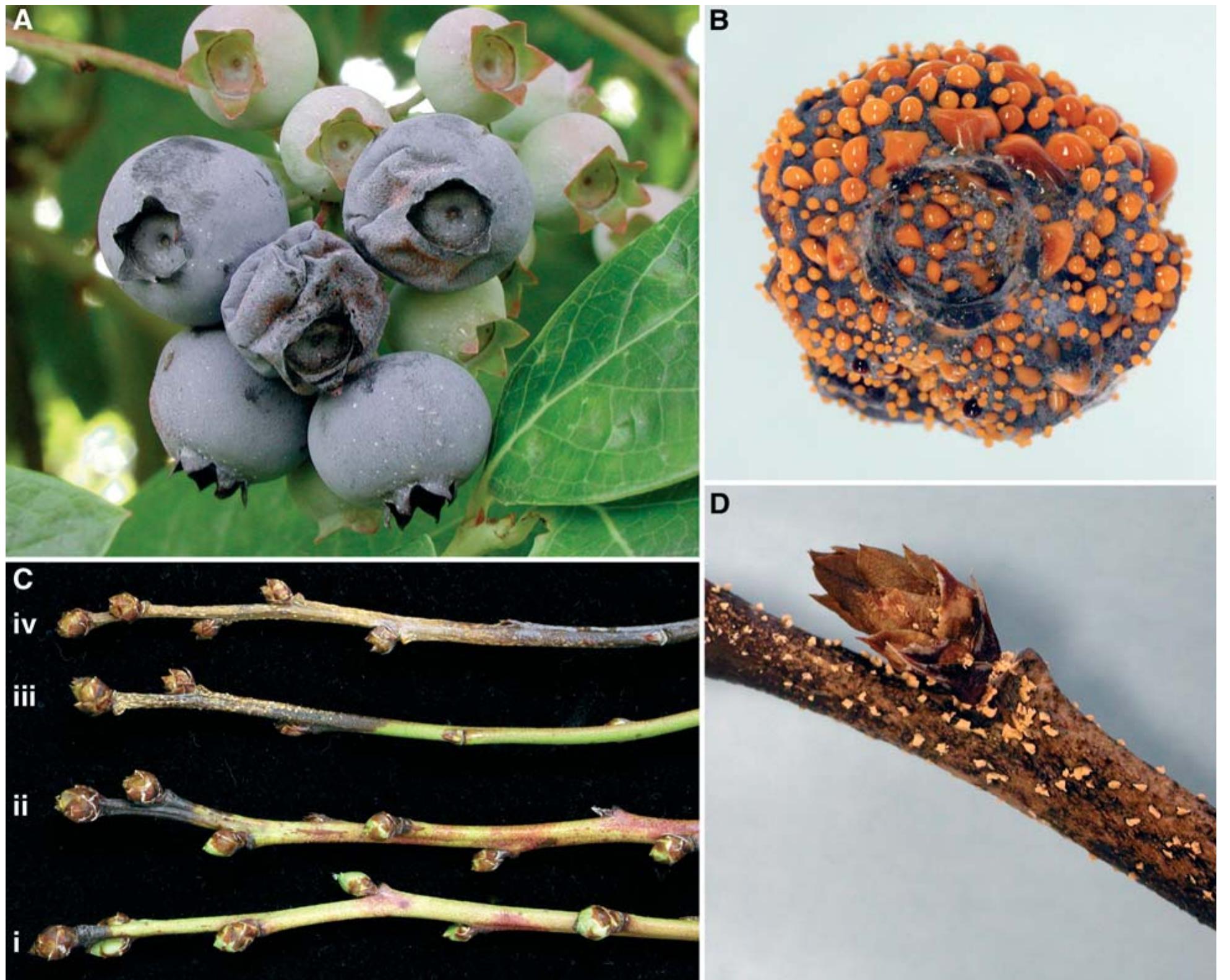 Symptoms of infection of colletotrichum acutatum on