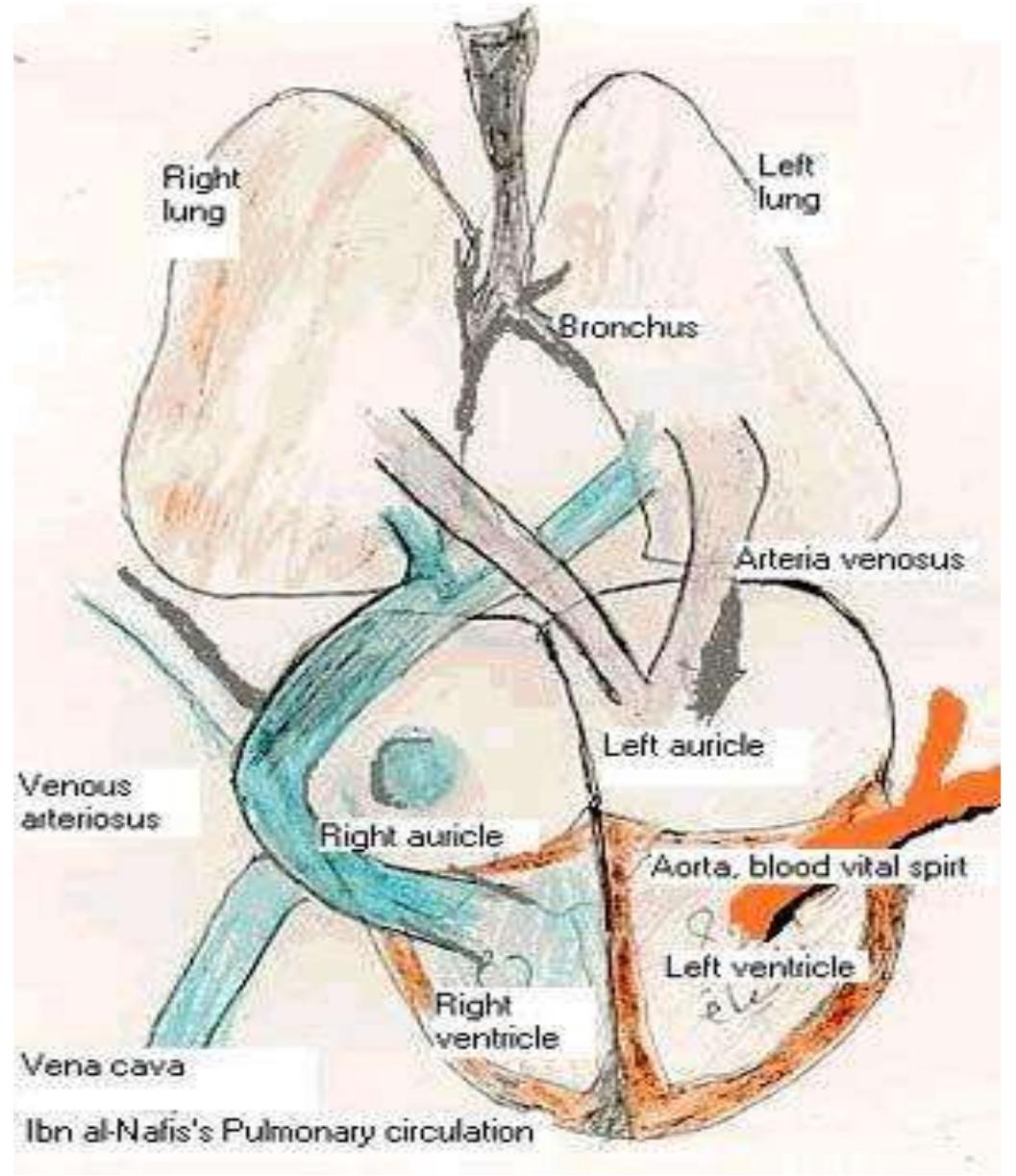 (PDF) Ibn Al Nafis: The first who described the pulmonary blood circulation