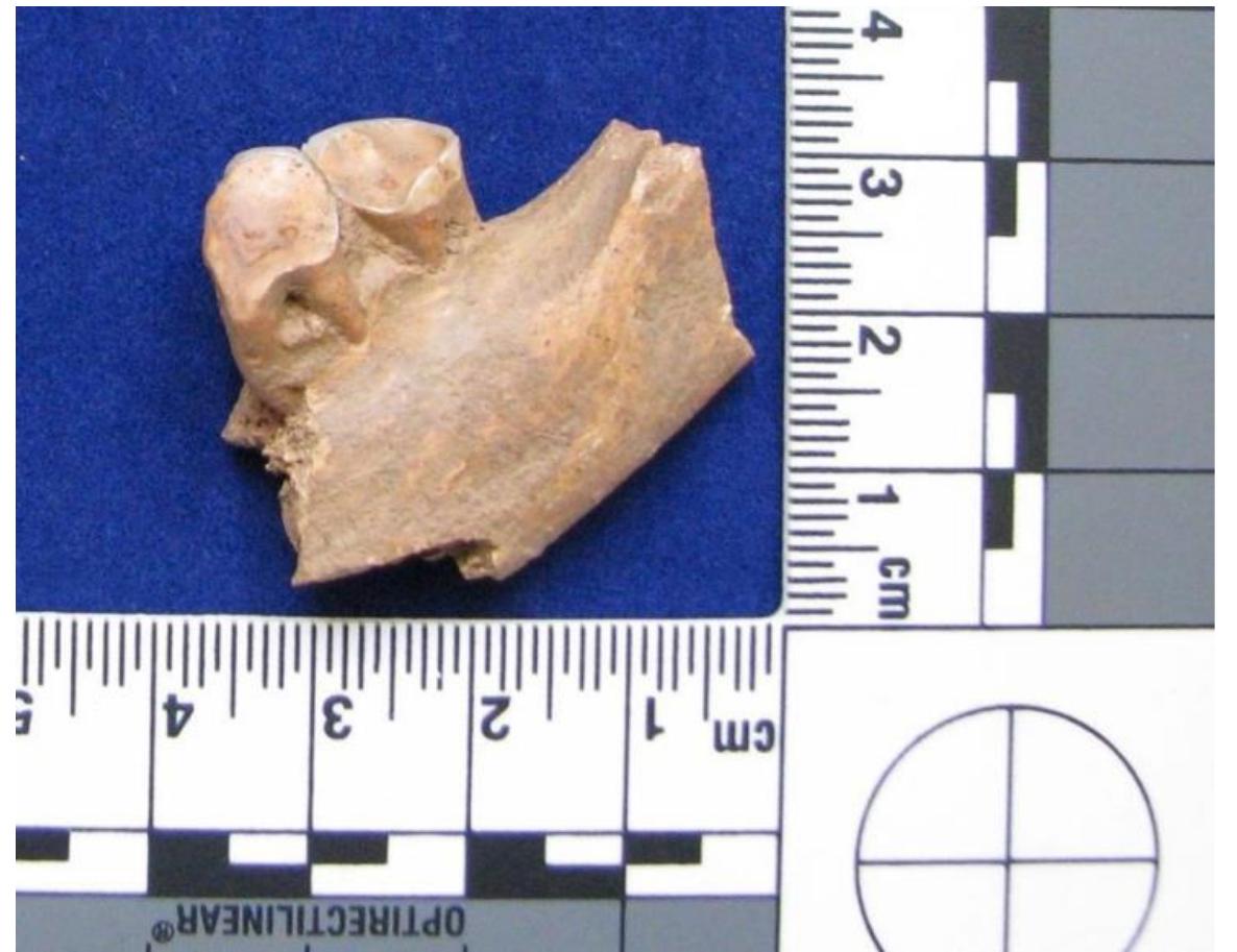 Supplementary Figure 2. Individual APO004 (Grave 55-Burial 67; Lab 2014-2): A left 