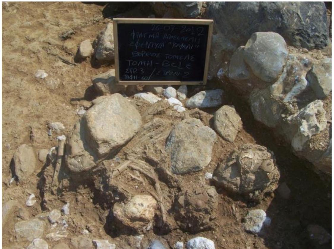 Supplementary Figure 4. Burial 60 (Northern sector; Cut B) in the Neolithic cemetery of  Supplementary Figure 4. Burial 60 (Northern sector; Cut B) in the Neolithic cemetery of 