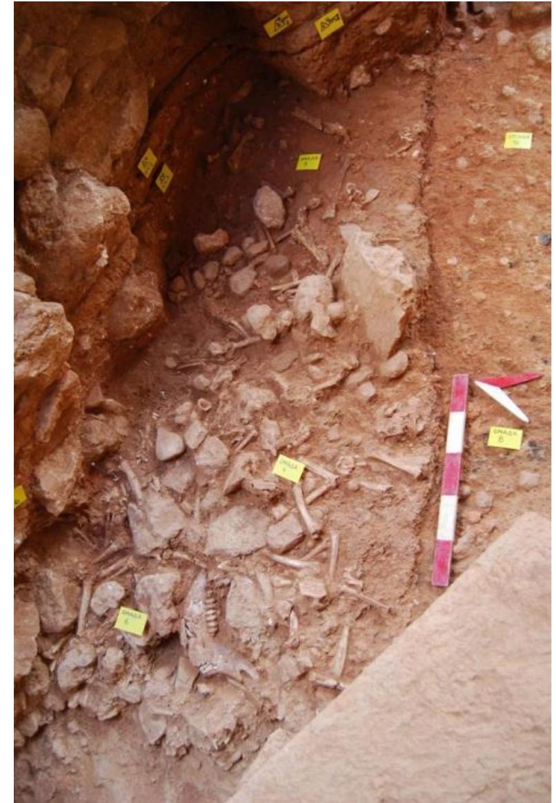 Supplementary Figure 11. Katre Street N° 1. Detail of the deposit of bones found in situ on 