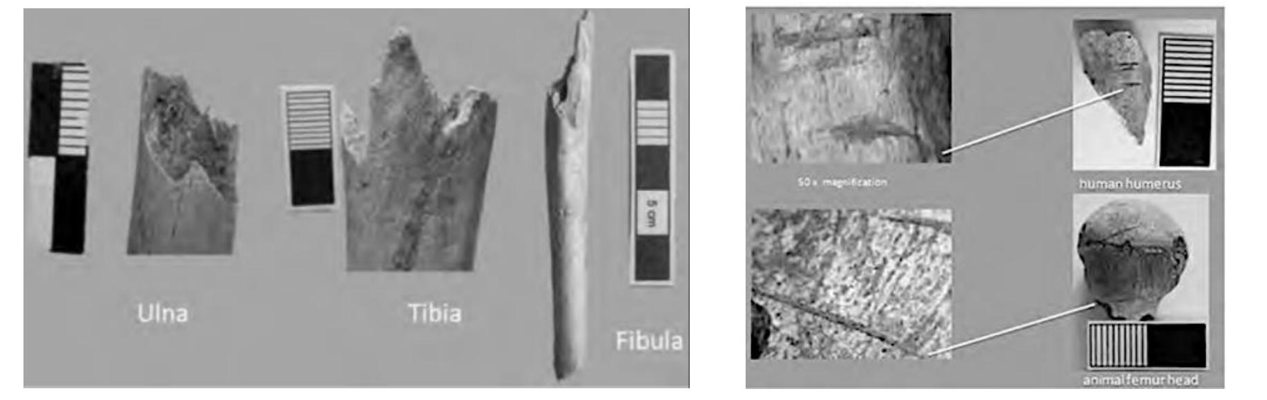 Supplementary Figure 12. Katre Street N° 1 (XAN036). Left: W-shaped fractures, with  sharp, bevelled edges. Right: Cut marks on human humerus and animal femur. 