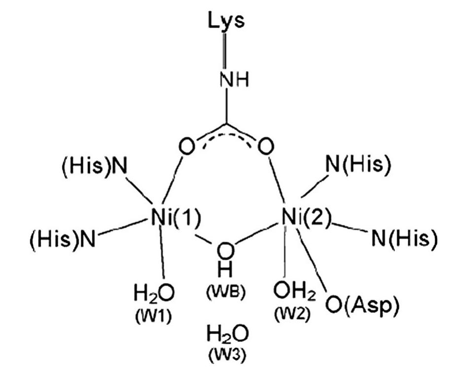Fig. 1 Schematic structure of the active center of native urease (Adapted with permission from [12]. Copyright (2009) Elsevier) 