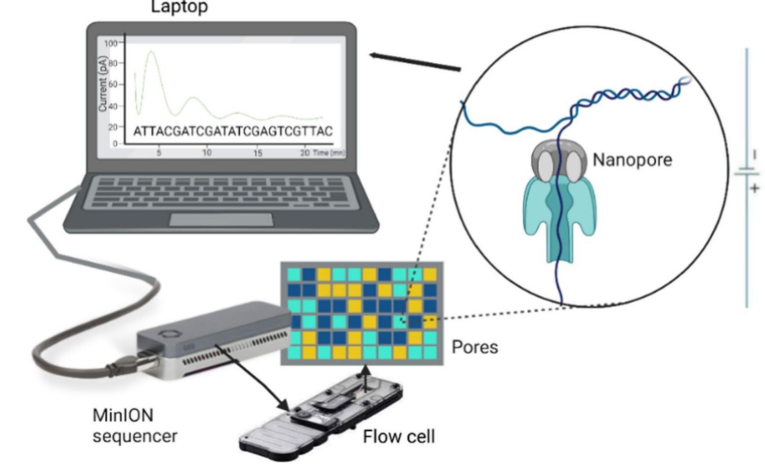Wgs Software Sequencing reaction than first- (sanger sequencing) and
