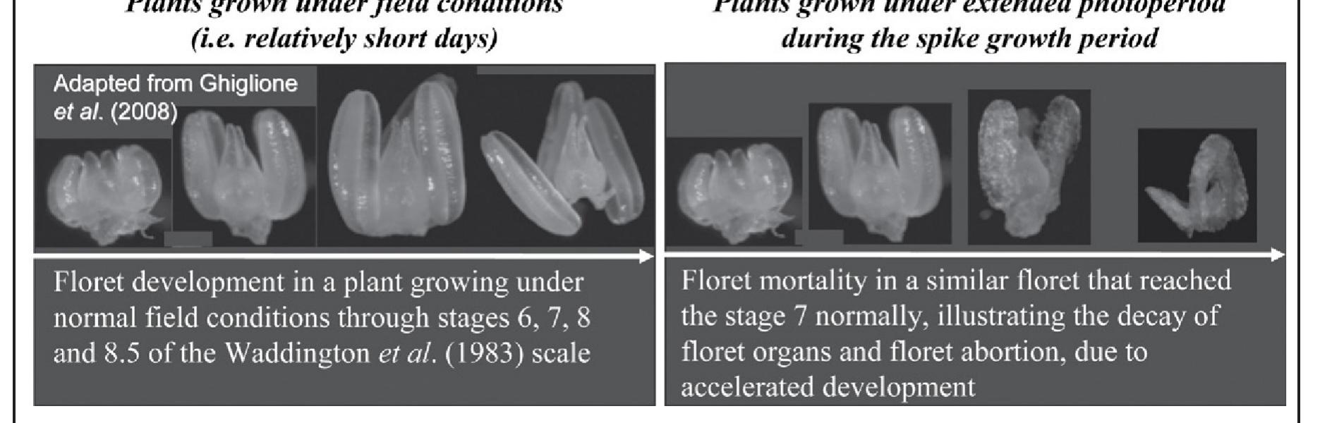 Flooret Cells Anatomy and morphological changes in the primordia were