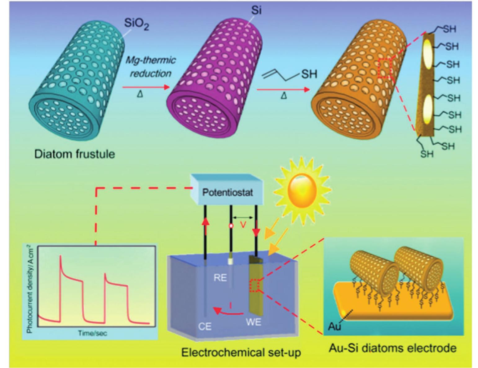 (PDF) Multiple Routes to Smart Nanostructured Materials from Diatom ...