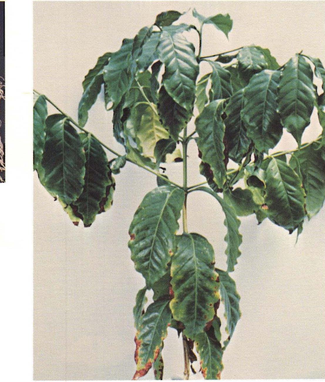 Marginal Necrosis (PDF) Mineral Deficiency Symptoms of Coffee