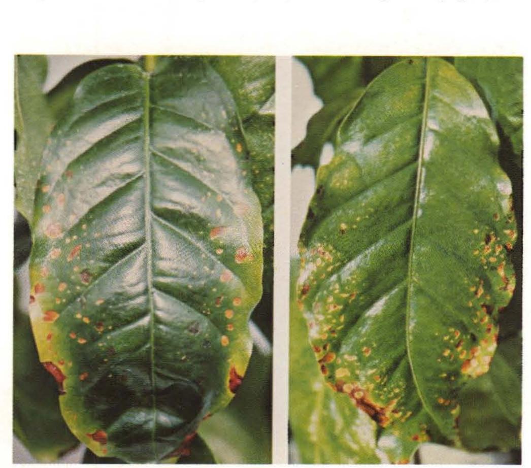 Marginal Necrosis (PDF) Mineral Deficiency Symptoms of Coffee