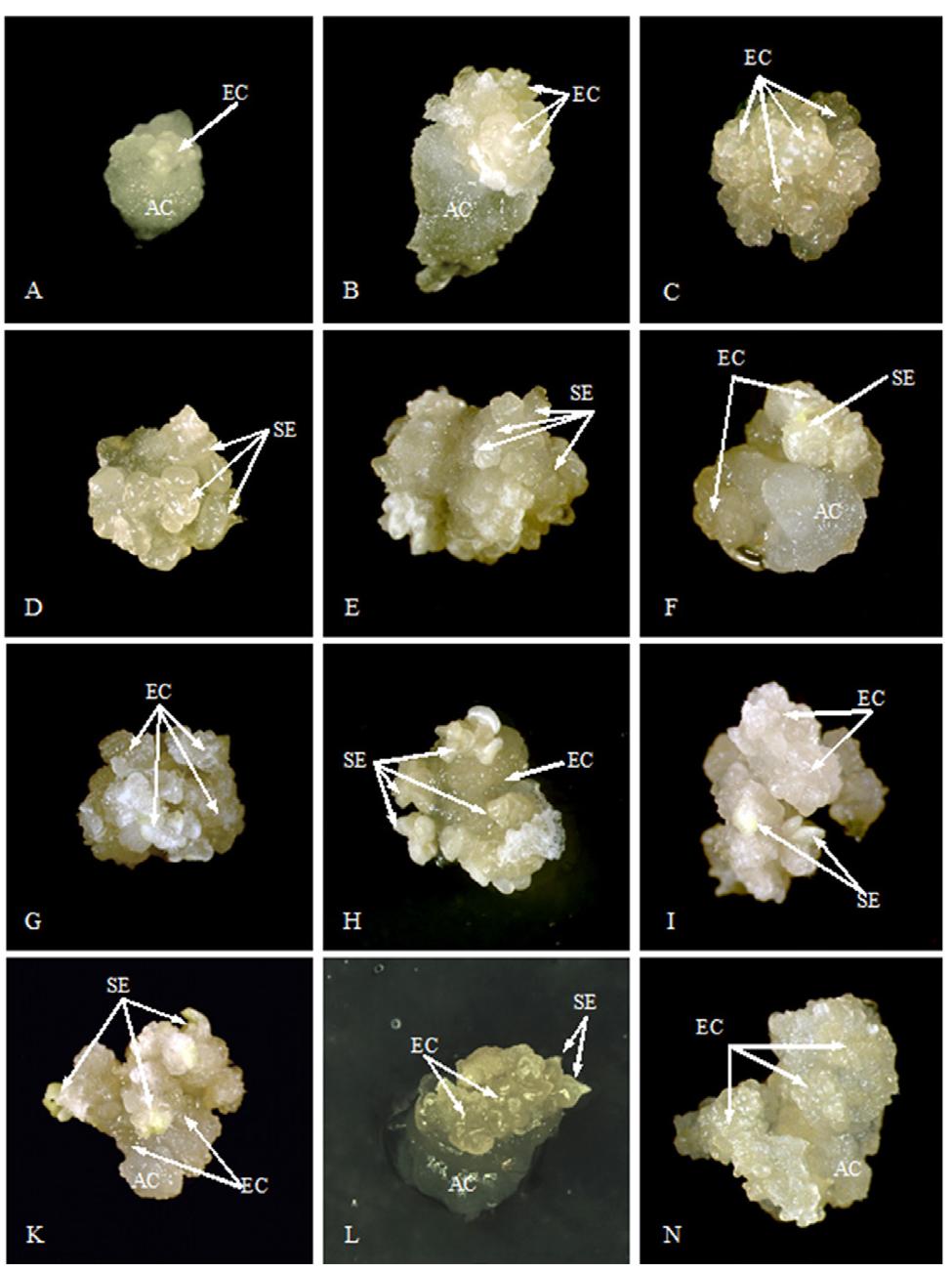 The diploid species t. monococcum and t. sinskajae were